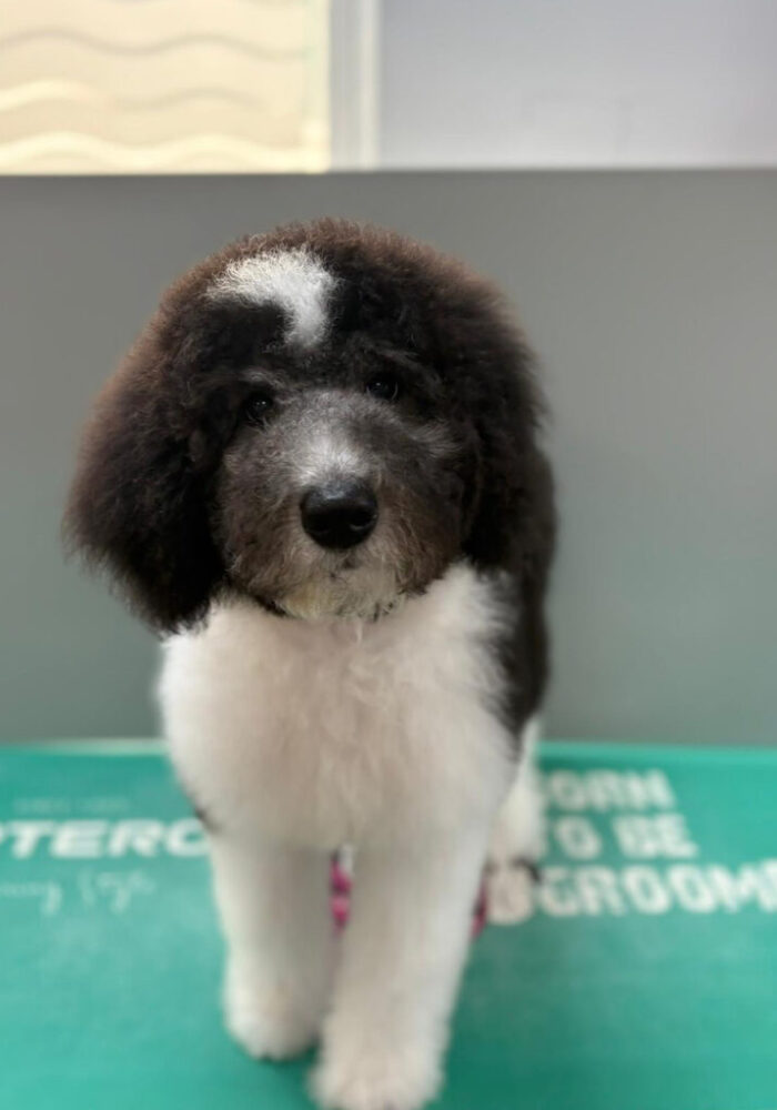 Tails-of-Mersea-Gallery_6